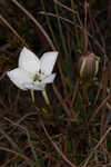 Wiregrass gentian